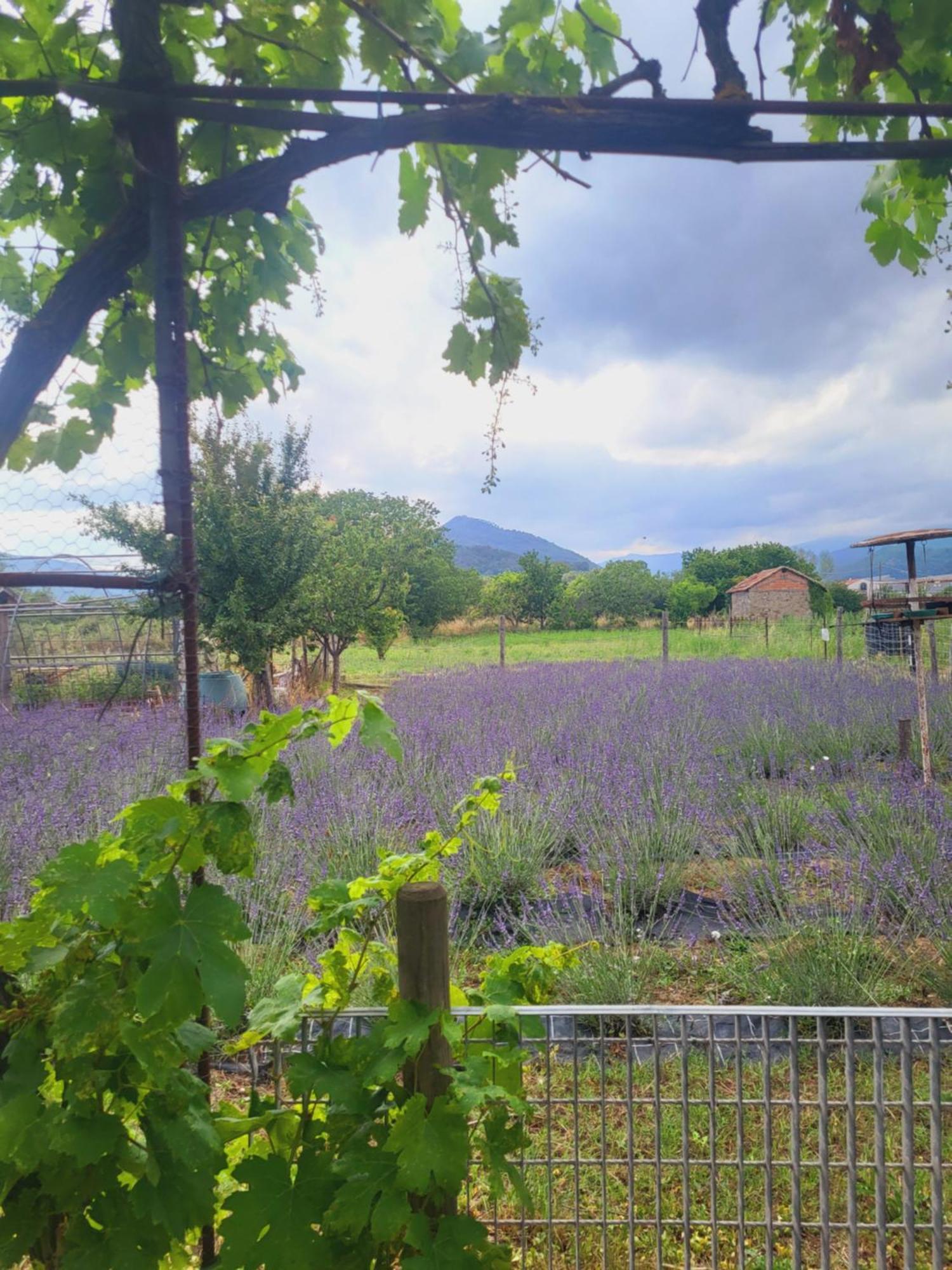 Salvia E Rosmarino - Affittacamere In Liguria Villanova d'Albenga Exterior foto