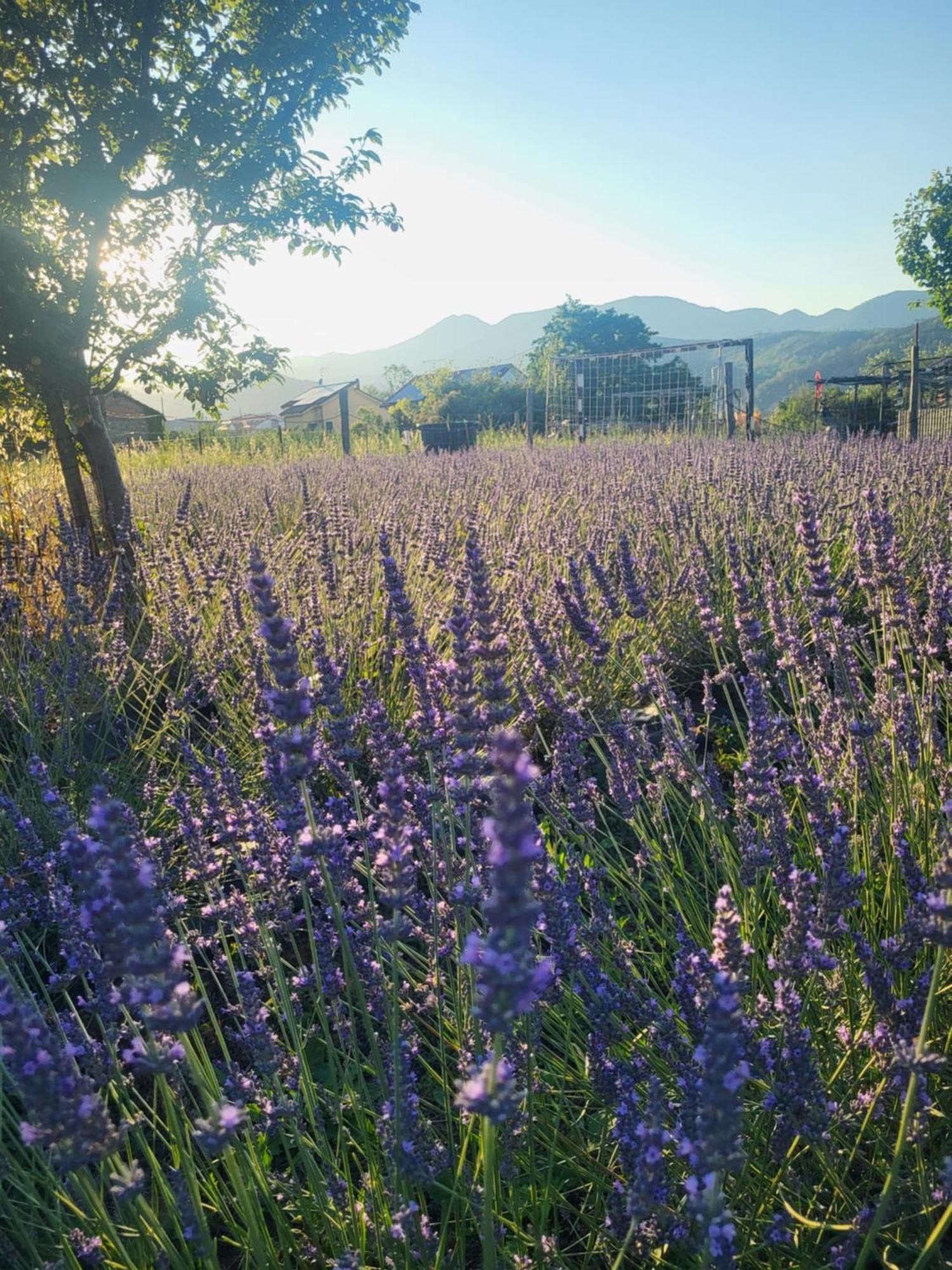 Salvia E Rosmarino - Affittacamere In Liguria Villanova d'Albenga Exterior foto
